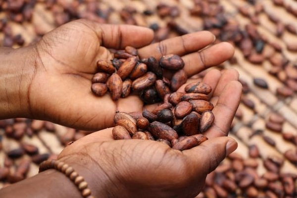 Comment planifier une croisière qui inclut des visites de fermes de cacao en Amérique du Sud?