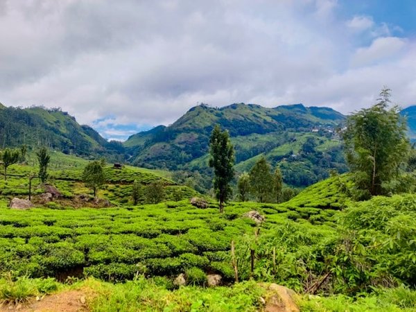 Où découvrir les plus beaux jardins de thé au Sri Lanka ?